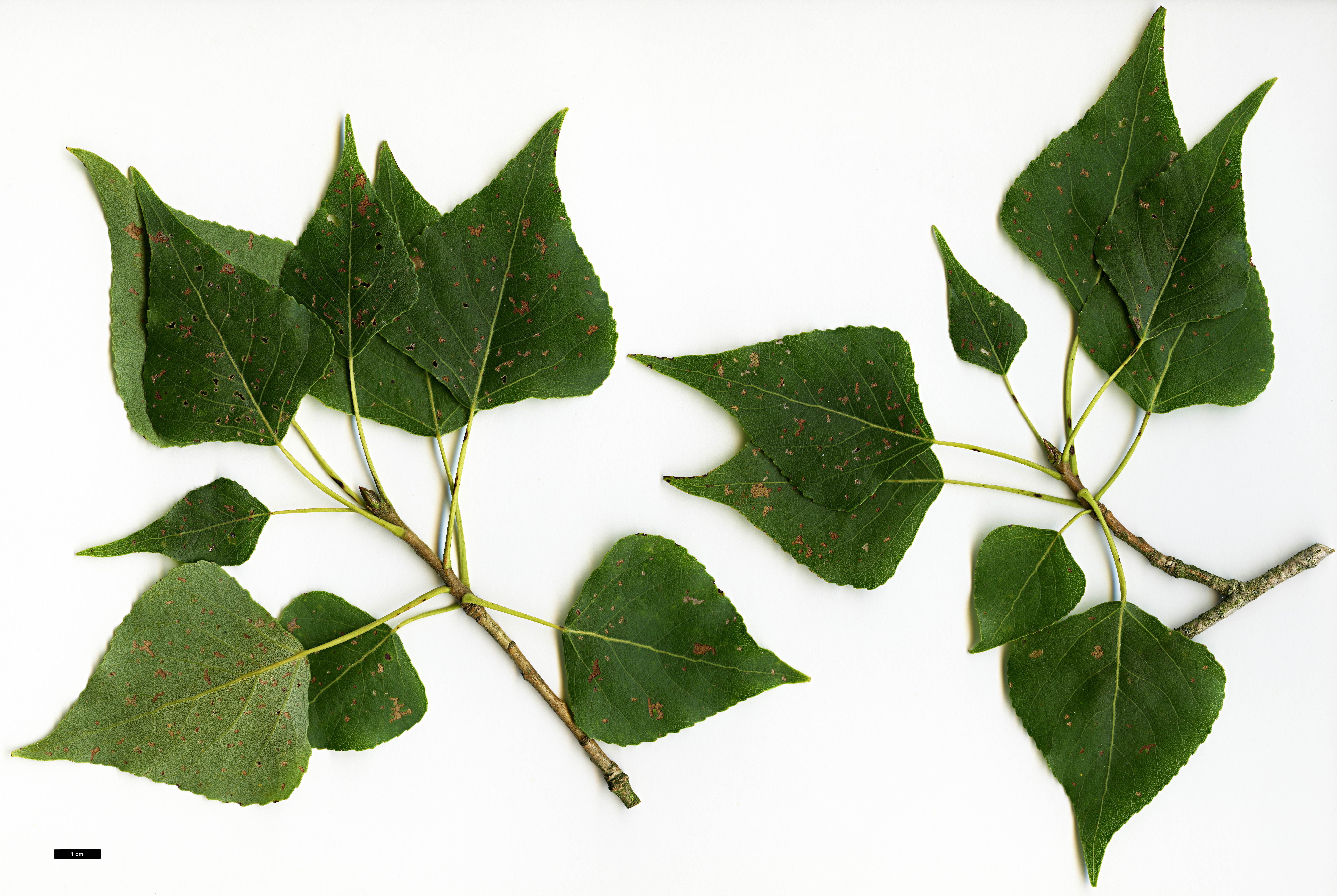 High resolution image: Family: Salicaceae - Genus: Populus - Taxon: nigra - SpeciesSub: subsp. betulifolia